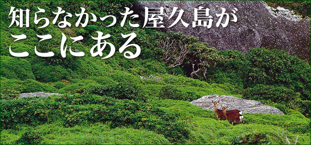 �Τ�ʤ��ä������礬�����ˤ��롣�̿����Ϥ�����